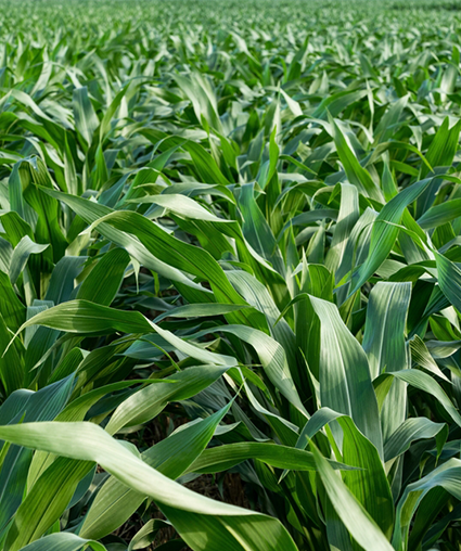 maizeeplantation